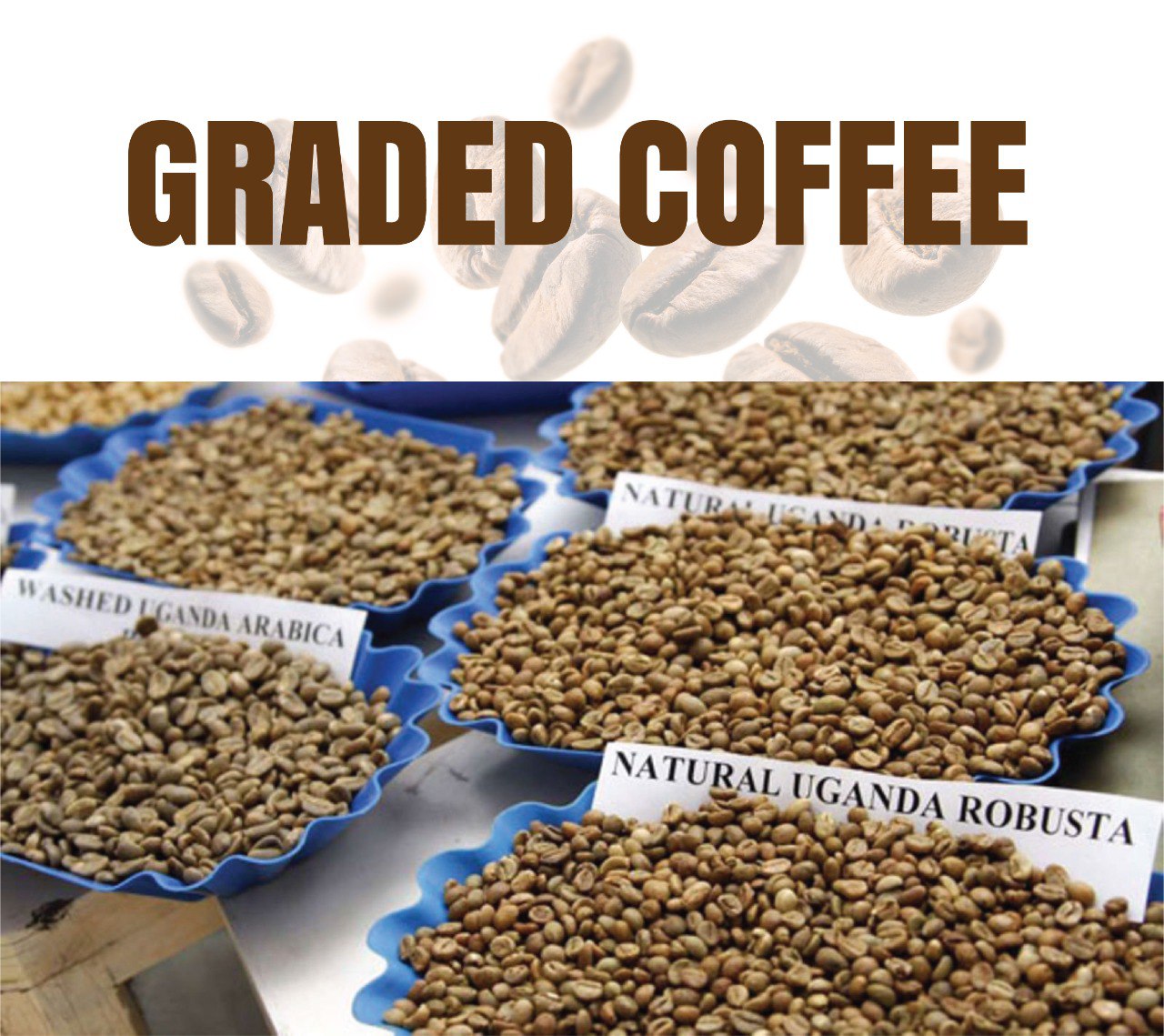 Green Coffee Beans